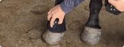 HorseHalo™ HaloLegs Mini
